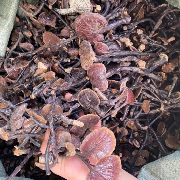 灵芝越南产地竹灵芝价格美丽