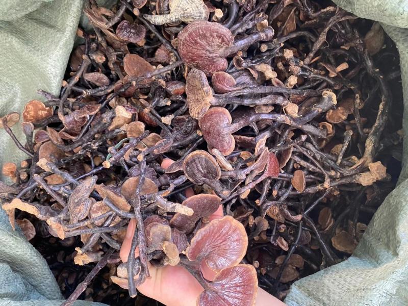 灵芝越南产地竹灵芝价格美丽