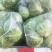 河南甘蓝精品包菜洋白菜个头匀称正值上市高峰价格平稳