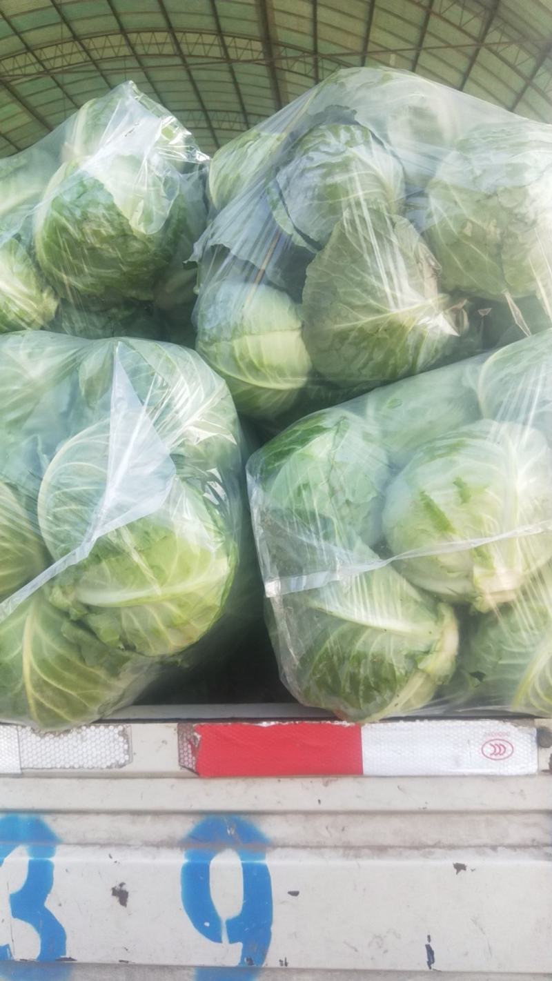 河南甘蓝精品包菜洋白菜个头匀称正值上市高峰价格平稳