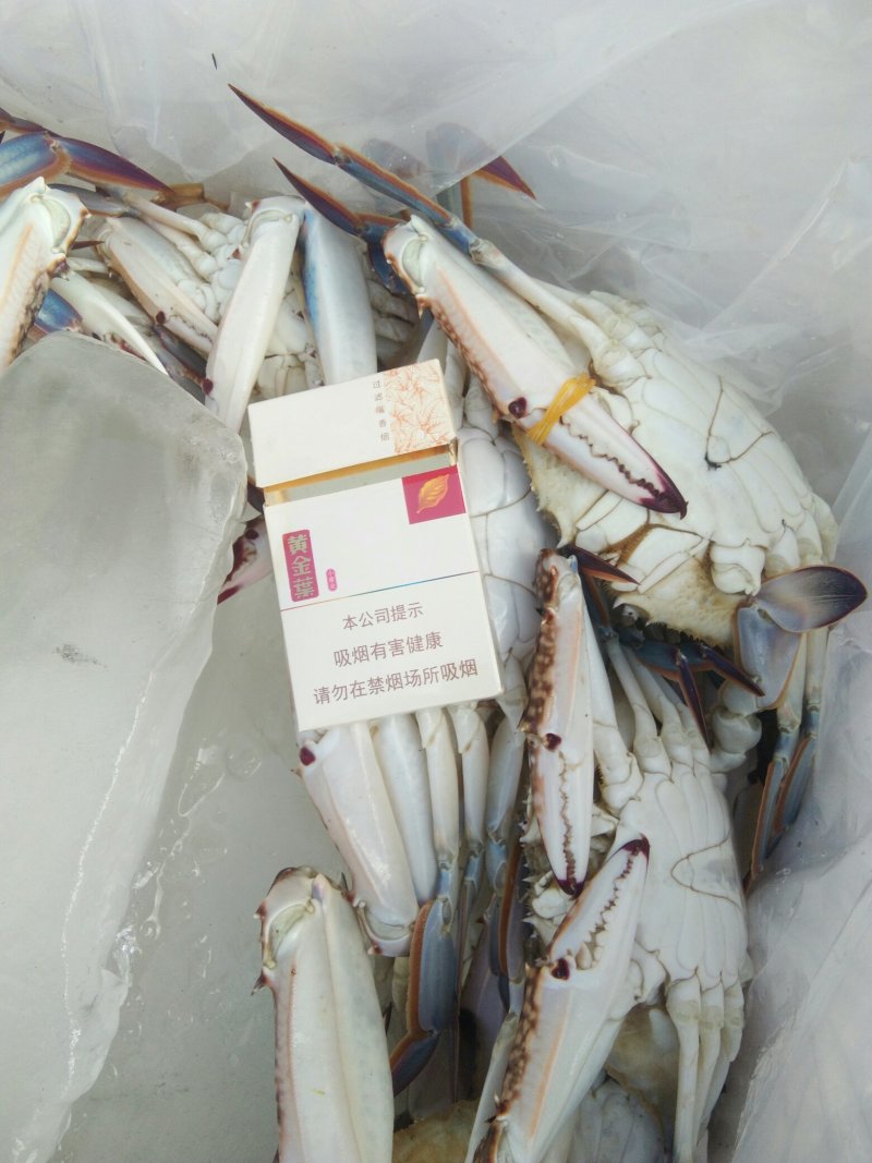 梭子蟹