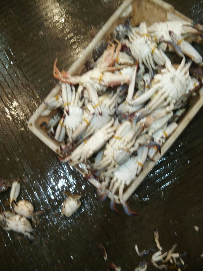 梭子蟹
