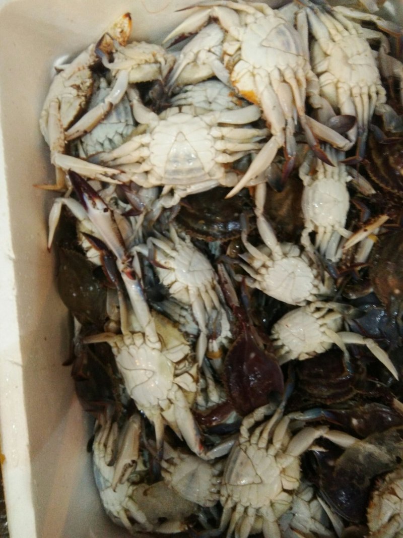 梭子蟹