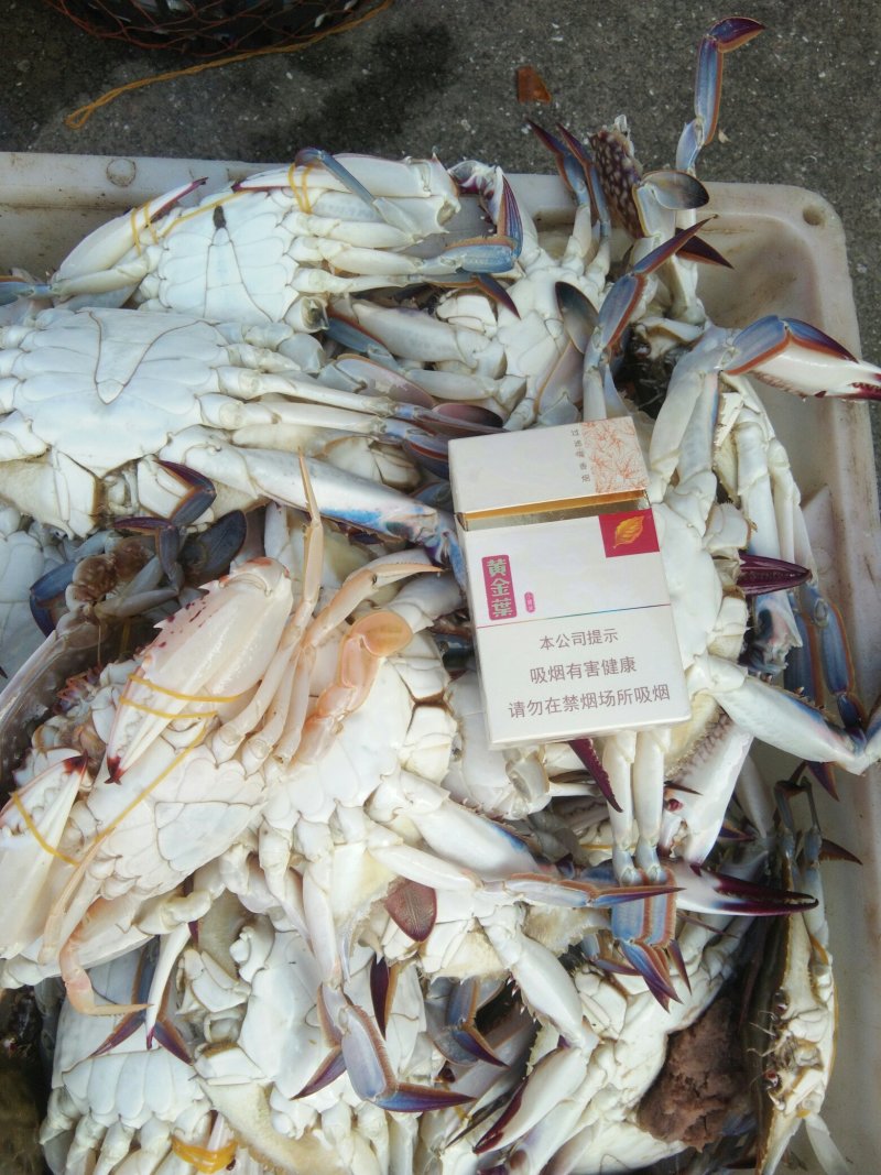 梭子蟹