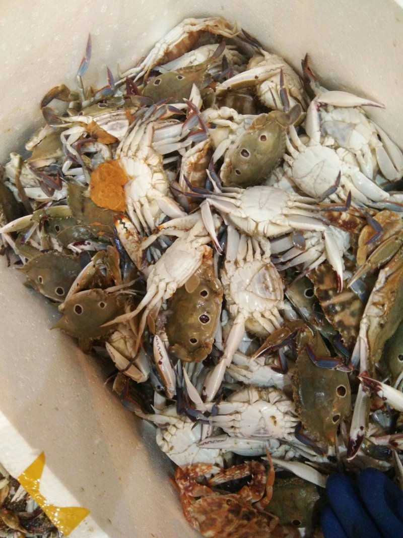梭子蟹