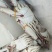 梭子蟹