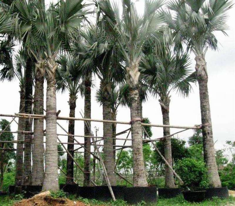 四川成都温江基地苗圃霸王棕，质量保证，基地货欢迎选购