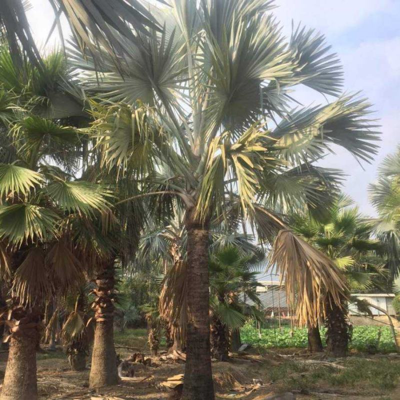 四川成都温江基地苗圃霸王棕，质量保证，基地货欢迎选购