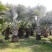 四川成都温江基地苗圃霸王棕，质量保证，基地货欢迎选购