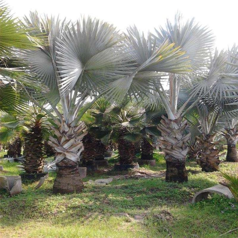 四川成都温江基地苗圃霸王棕，质量保证，基地货欢迎选购