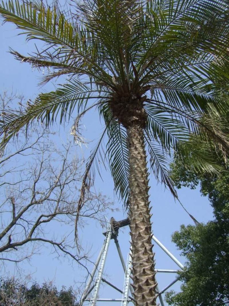 四川成都温江基地苗圃路刺葵，质量保证欢迎咨询