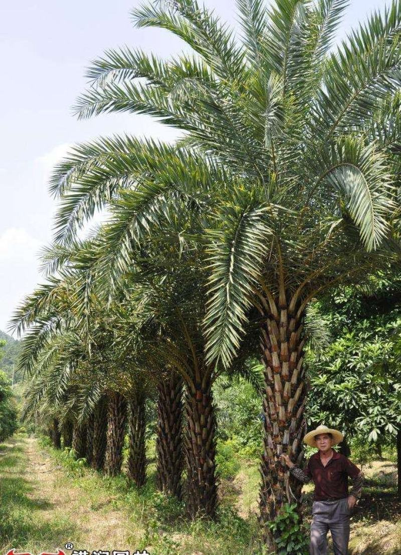 四川成都温江基地苗圃路刺葵，质量保证欢迎咨询