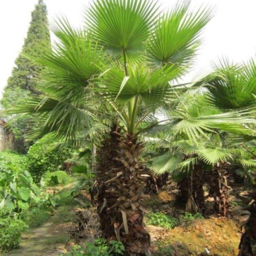 四川成都温江基地苗圃华盛顿棕，质量保证，基地货，欢迎选购