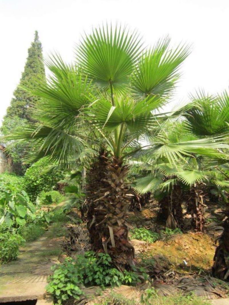 四川成都温江基地苗圃华盛顿棕，质量保证，基地货，欢迎选购