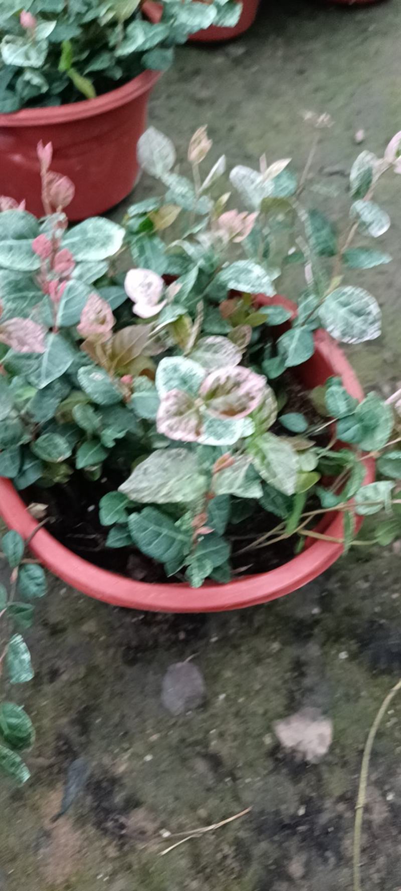 老兵苗圃自产自销花叶落石