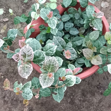 老兵苗圃自产自销花叶落石