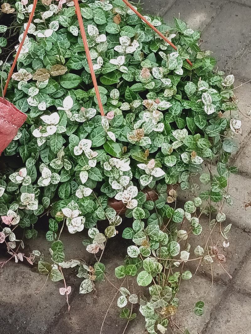 老兵苗圃自产自销花叶落石