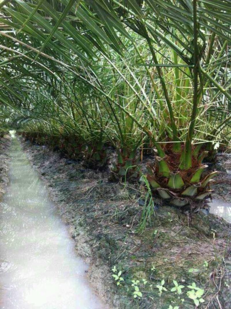 四川成都温江基地苗圃加拿利海枣，工程货欢迎选购