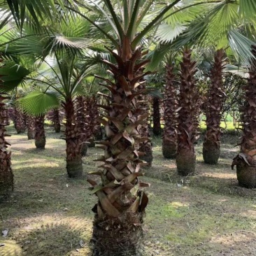 本基地常年供应各种苗木花卉30老人葵-工程货，质量保证，