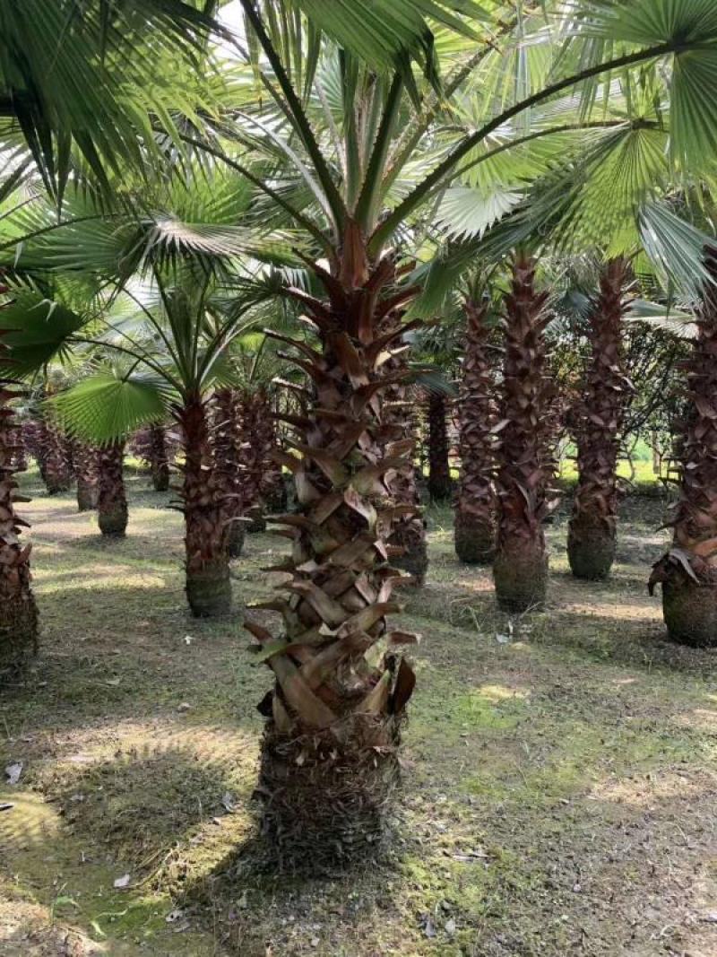 本基地常年供应各种苗木花卉30老人葵-工程货，质量保证，