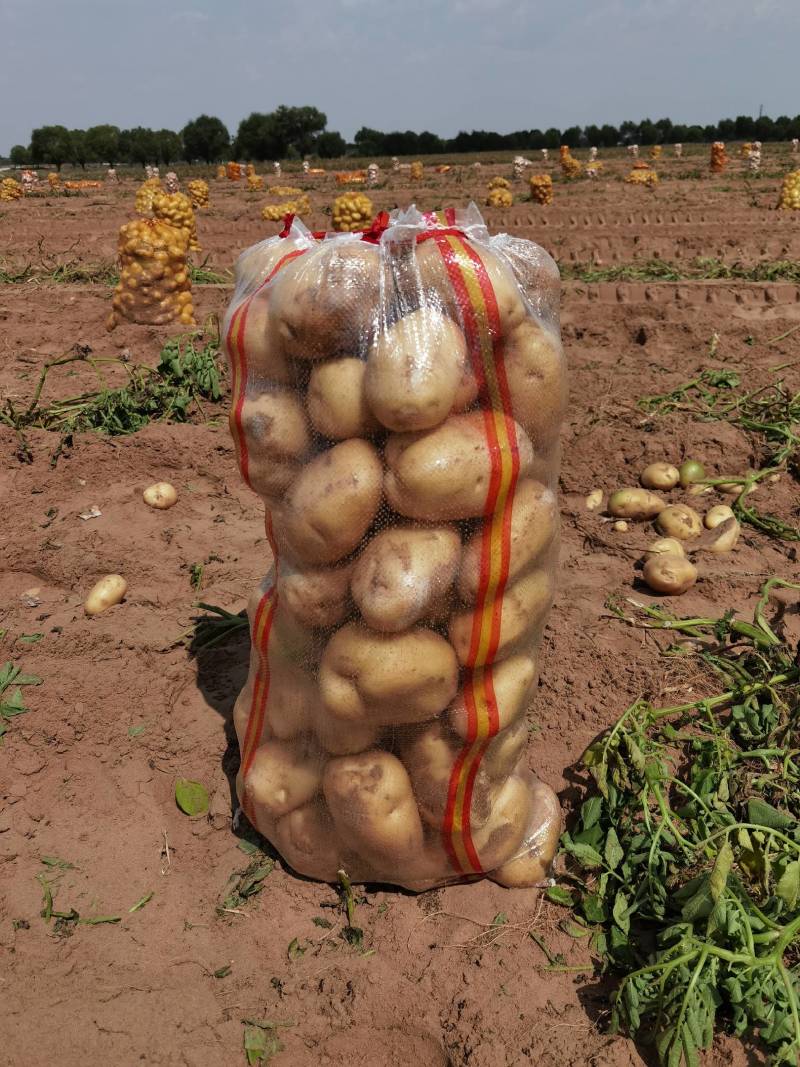 陕北精品土豆大量出货中