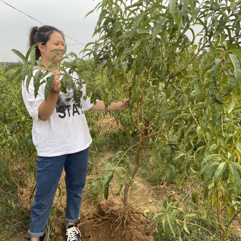 嫁接一级桃树苗，两年苗到8苗大苗包成活，包结果