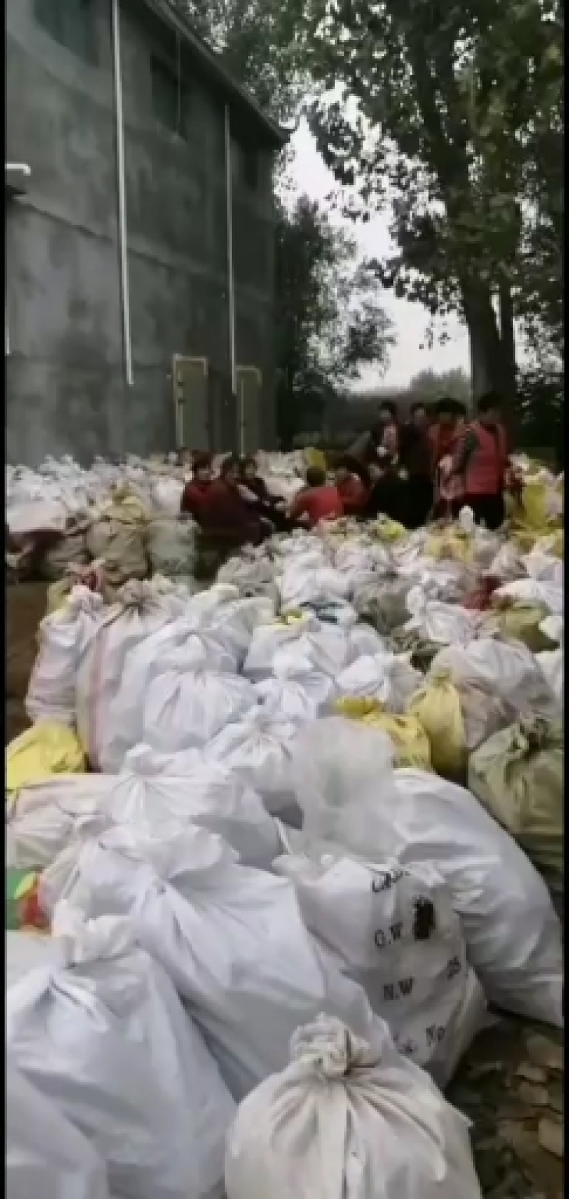 赤芍苗，赤芍分株苗，抗寒品种，产量高，包回收，