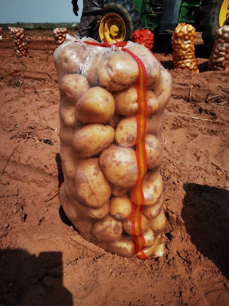 陕北精品土豆大量出货中