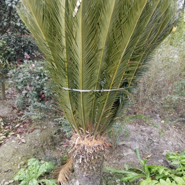 本基地常年供应各种苗木花卉苏铁，质量保证，基地货欢迎选购