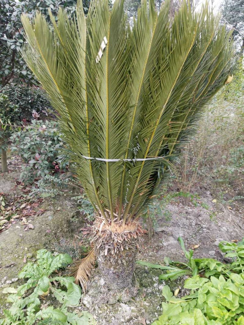 本基地常年供应各种苗木花卉苏铁，质量保证，基地货欢迎选购