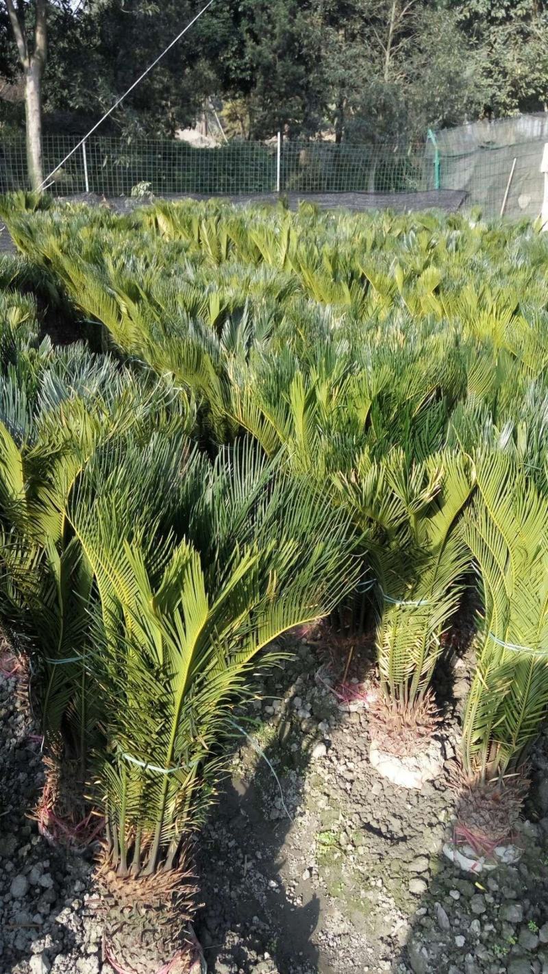 本基地常年供应各种苗木花卉苏铁，质量保证，基地货欢迎选购