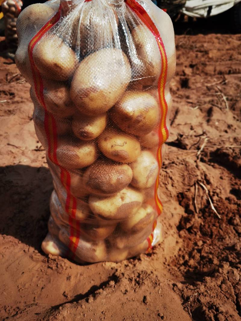陕北精品土豆大量出货中