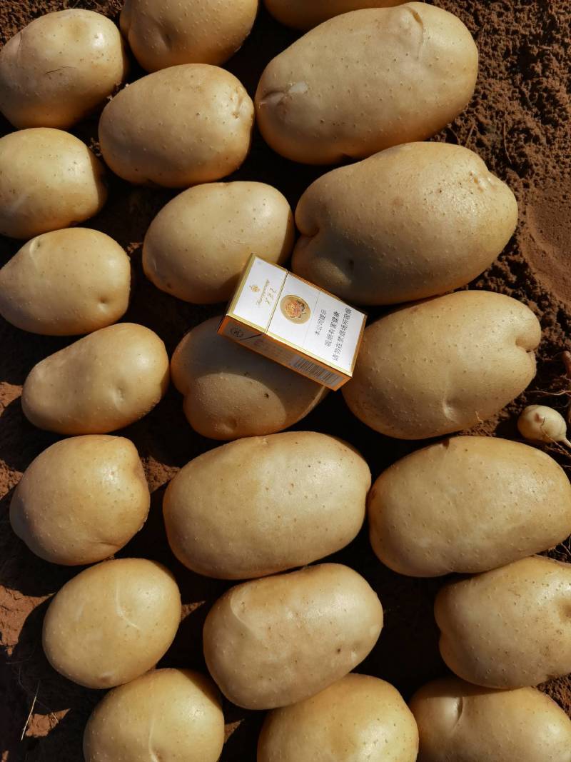 陕北精品土豆大量出货中