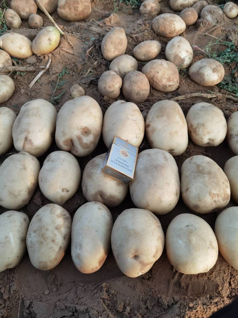 陕北精品土豆大量出货中