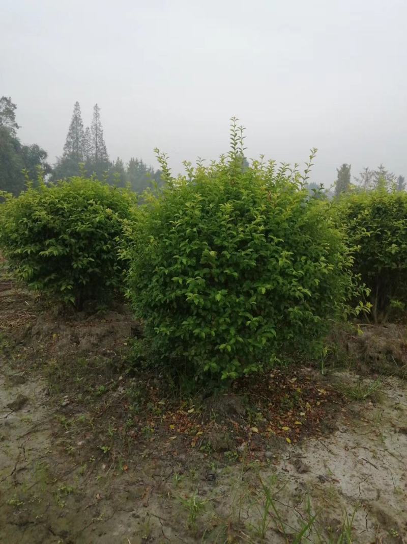 金禾女贞球柠檬女贞球规格齐全成都基地供应