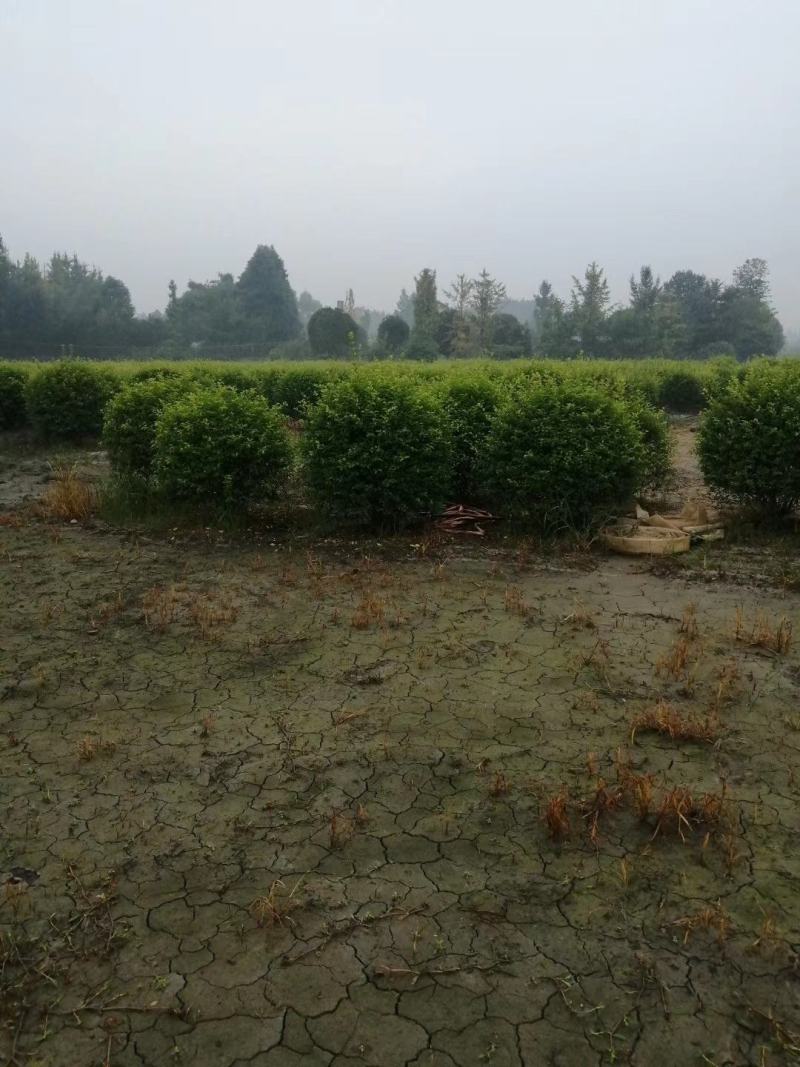 金禾女贞球柠檬女贞球规格齐全成都基地供应