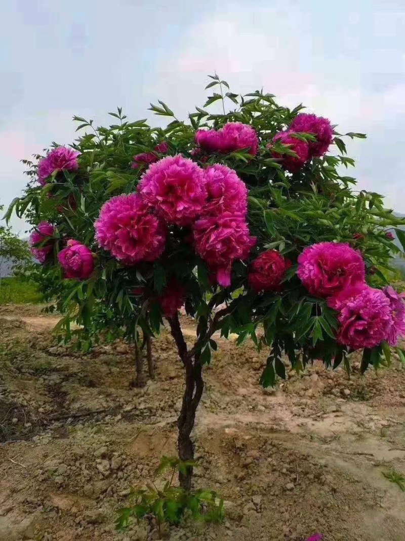 牡丹树，精品观赏重瓣牡丹树基地直发保证品种现要现挖欢迎来电