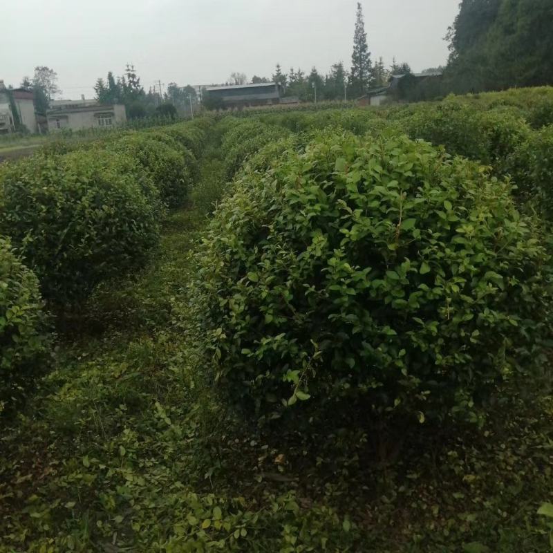 精品金叶女贞球大小规格齐全成都温江基地供应