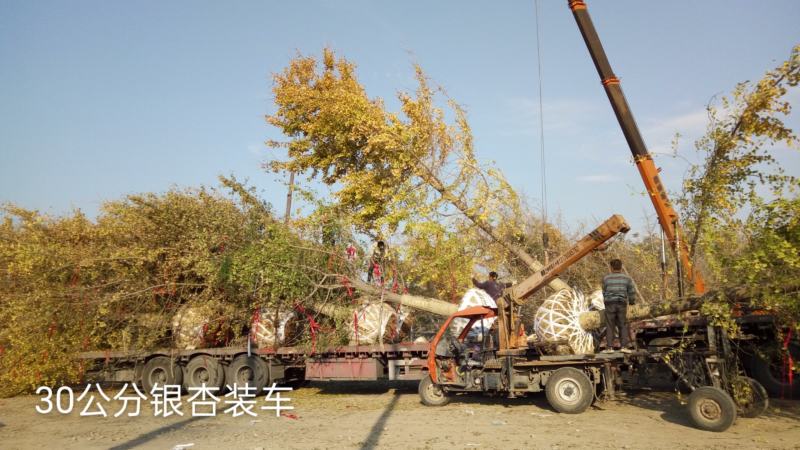 银杏基地自产自销供应20-30公分银杏树，银杏树最新价格