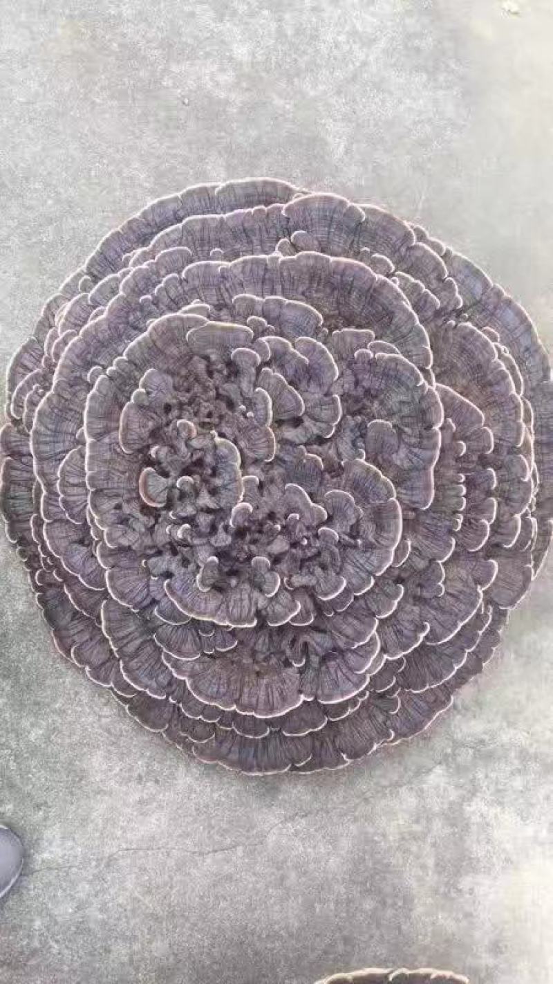 高产灵芝菌种大量有货，有需要的老板抓紧下单，不要错过季节