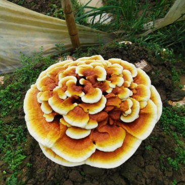 高产灵芝菌种大量有货，有需要的老板抓紧下单，不要错过季节