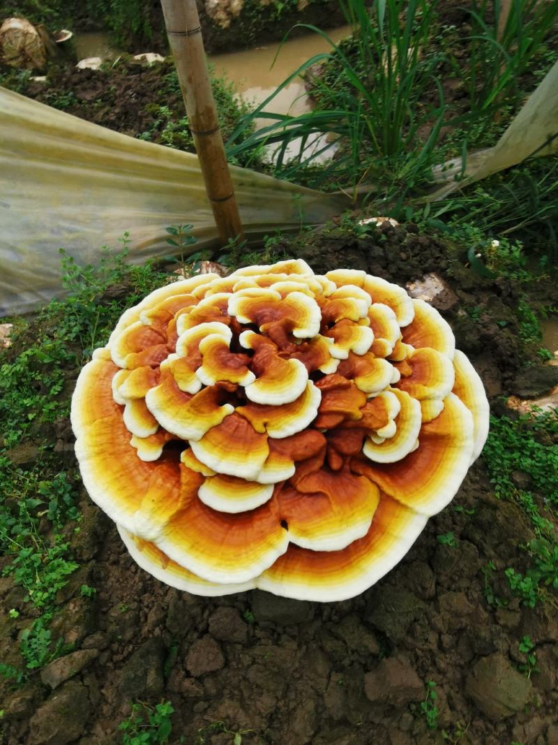 高产灵芝菌种大量有货，有需要的老板抓紧下单，不要错过季节