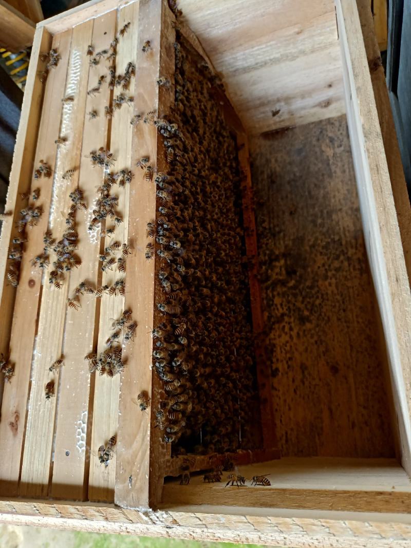 广西灵山野生百花蜜蜂糖、质量保证、自产自销