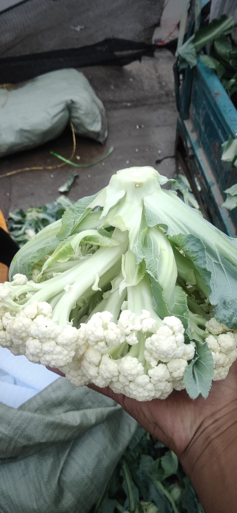 邯郸永年特级优质青梗散花产地直接供应，有专业打包装车人员