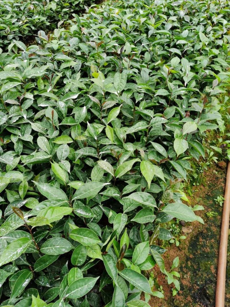红花油茶苗，有实生苗和嫁接苗价格实惠，欢迎联系