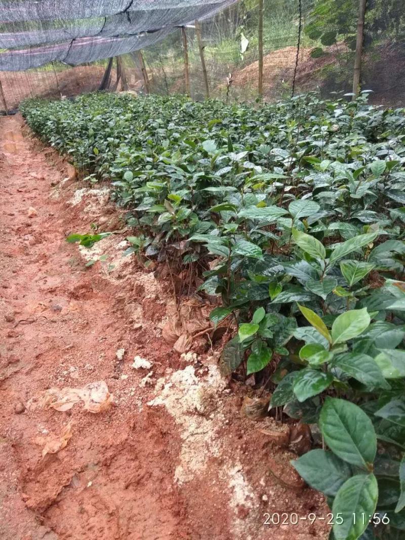红花油茶苗，有实生苗和嫁接苗价格实惠，欢迎联系