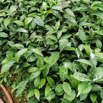 红花油茶苗，有实生苗和嫁接苗价格实惠，欢迎