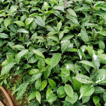 红花油茶苗，有实生苗和嫁接苗价格实惠，欢迎联系