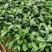 红花油茶苗，有实生苗和嫁接苗价格实惠，欢迎联系