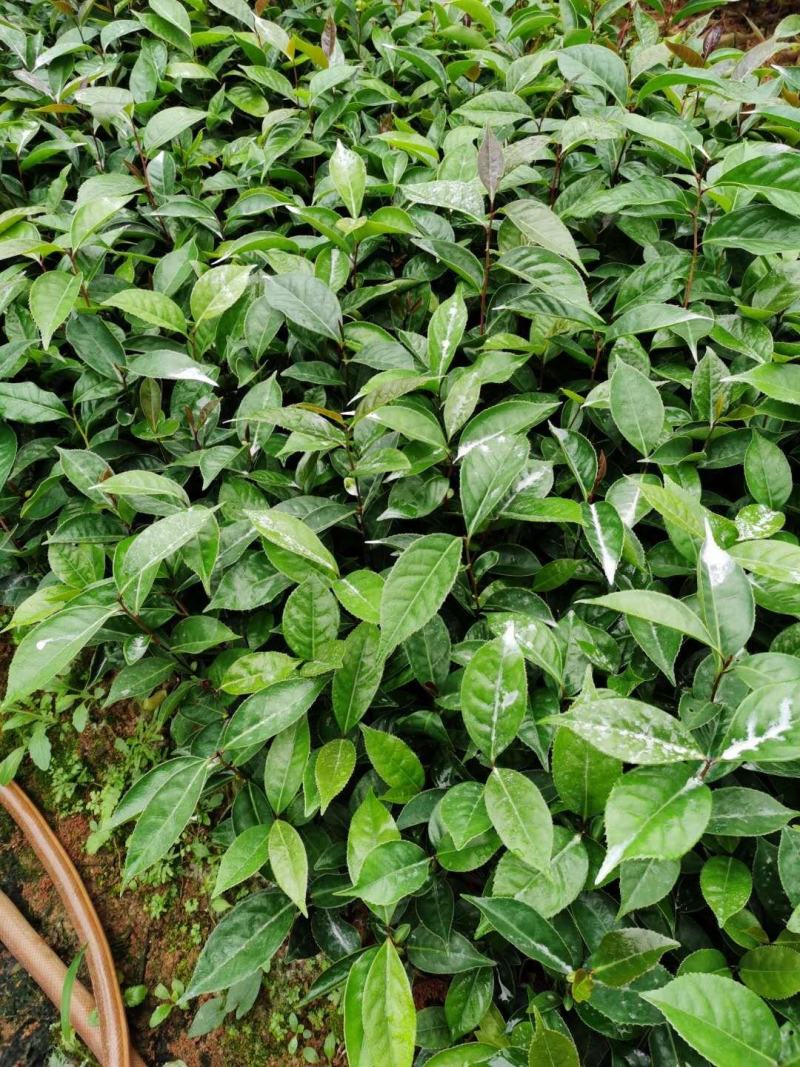 红花油茶苗，有实生苗和嫁接苗价格实惠，欢迎联系
